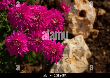 Primo piano del crisantemo magenta su sfondo sfocato. Coloratissimi fiori rosa d'autunno crescono nel giardino. Fiore sfondo autunno vista dall'alto. Rosa scuro Foto Stock