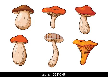 Set per funghi forestali. Raccolta di funghi commestibili trafilati a mano. Fungo bianco, russula, boleto, chanterelle. Illustrazione vettoriale per logo, menu, stampa, adesivi, design e decorazione. Vettore Premium Illustrazione Vettoriale