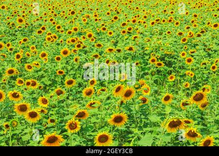 Fiori di girasole in fiore su un campo di fattoria come sfondo Foto Stock