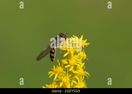 Hoverfly femminile Meliscaeva auricollis, hoverfly di famiglia (Syrphidae) su fiori di oro canadese (Solidago Canadensis). Paesi Bassi, estate, Foto Stock