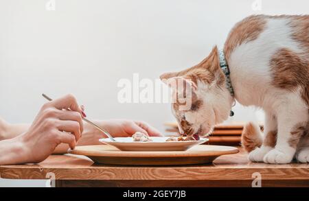 Piccolo gatto bianco e marrone che mangia dal piatto sul tavolo con resti di pollo, donna mano con forchetta altro lato. Foto Stock