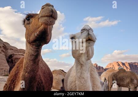 Due teste di cammello, dettagli closeup come sono curiosi. Foto Stock