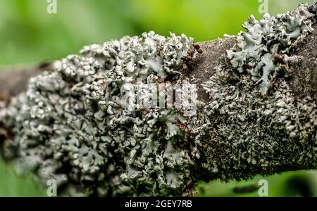 Tubetto lichen, noto anche come cappa del monaco - Hypogymnia physodes - crescere su ramo d'albero, primo piano di dettaglio, sfondo sfocato erba. Foto Stock