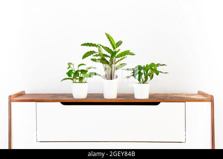 Collezione di varie piante tropicali in pentole bianche in ceramica su una sponda retrò. Piante esotiche di casa in vaso su scaffale bianco contro WI Foto Stock