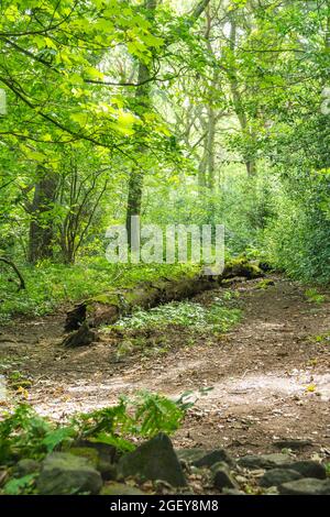 Eccleshall Woods è il più grande bosco semi-naturale del South Yorkshire e gioiello nella corona della tenuta boschiva del comune di Sheffield Foto Stock