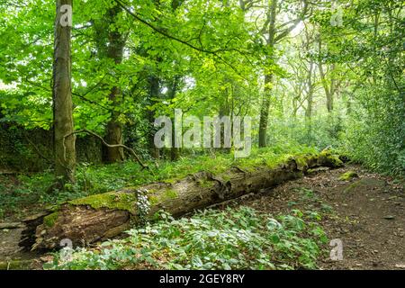 Eccleshall Woods è il più grande bosco semi-naturale del South Yorkshire e gioiello nella corona della tenuta boschiva del comune di Sheffield Foto Stock