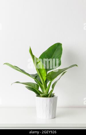Filodendro Verde Congo. Pianta filodendron in vaso di ceramica bianca su ripiano bianco contro parete bianca. Casa esotica alla moda pianta come interni casa moderna Foto Stock