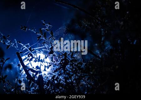 Ambiance toile d'araignée ragno web durante la notte alla 24 ore di le Mans 2021, 4° round del FIA World Endurance Championship 2021, FIA WEC, sul circuito de la Sarthe, dal 21 al 22 agosto 2021 a le Mans, Francia - Photo Germain Hazard / DPPI Foto Stock