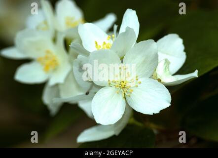 I fiori di Dolce Mock Orange sono fragranti e spettacolari, rendendoli arbusti fioriti popolari in aree temperate. Chiamato anche Stockrose inglese Foto Stock