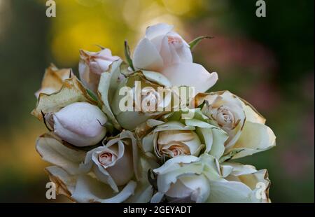 Un mucchio di rose rosa e bianche sbiadite Foto Stock