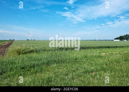 Flevo polder, paesi bassi, 28 giugno 2021, paesaggio tipico olandese con campo di grano, terreni agricoli, fattorie e mulini a vento o turbine a vento nel Foto Stock