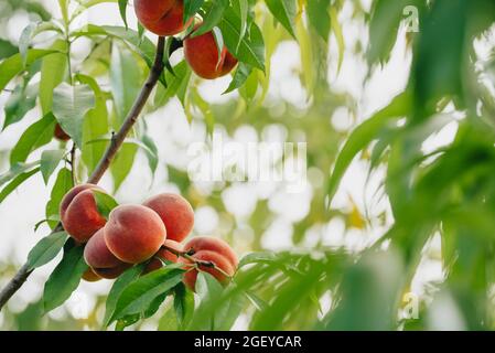 Pesche a maturazione biologica su ramo di albero tra fogliame verde. Frutta che cresce in giardino. La nettarina rossa è pronta per essere raccolta Foto Stock