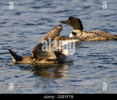 Comune uccello giovane Loon con ali sparse nel suo ambiente paludoso e habitat con sfocatura ondulazione sfondo blu acqua e loon genitore. Aletta di sbattimento Foto Stock
