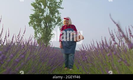 Donna anziana agricoltore nonna in fioritura organica campo di fiori viola di lavanda, raccolta Foto Stock