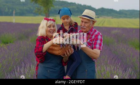 Nonni senior nonni nonna agricoltori coltivare lavanda pianta in giardino campo, famiglia imprese Foto Stock