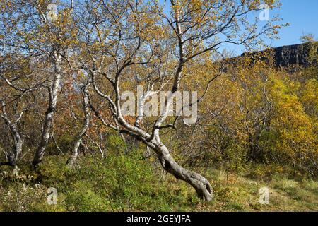 Moor-Birke, Herbstfärbung, herbstlich, Herbstlaub, Moorbirke, Haar-Birke, Besen-Birke, Behaarte Birke, Betula pubescens, SYN. Betula alba, betulla Foto Stock