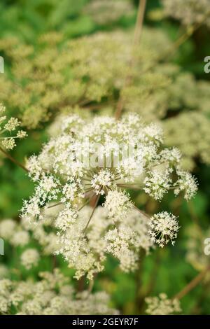 Un primo piano di fiori selvatici Angelica. Foto Stock