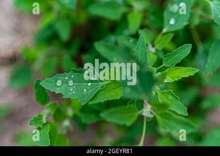 Goccioline di pioggia sulle foglie verdi di un salino Foto Stock