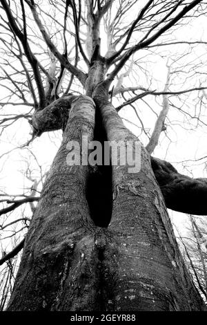 Un angolo basso di un albero di faggio in bianco e nero. Foto Stock