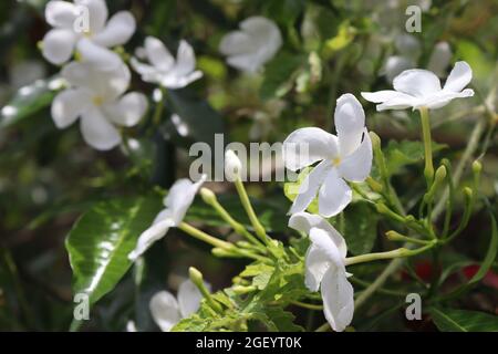 Comunemente chiamati fiori di latte di ruota dall'Asia (Tabernaemontana divaricata) Foto Stock