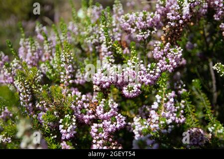 Cornish brucia fiori rosa. Vagani di Erica o piante di brughiera vaganti in piena fioritura. Foto Stock