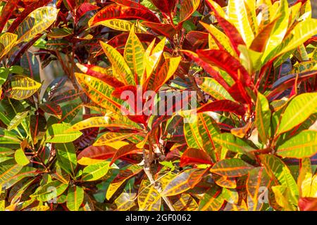 Arancio brillante con fiore di Croton verde nei tropici al sole Foto Stock