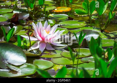 Closeup di una rosa acqua lilly fiore in uno stagno Foto Stock