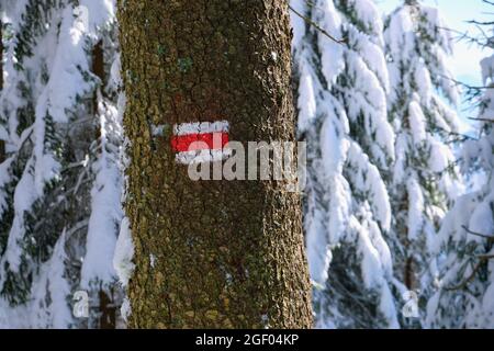 Pini con indicazioni rosse per escursionisti coperti di neve fresca caduta nella foresta invernale di montagna in una fredda giornata intensa. Foto Stock