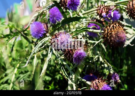 Teste in fiore di una vera e propria pianta di carciofo da vicino. Foto Stock