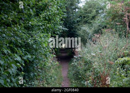 Stretto sentiero in campagna tra alte siepi con rami che si incontrano sulla sommità per formare un tunnel. Foto Stock