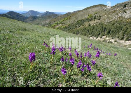 Gruppo di orchidee di prima-viola, Orchis mascola, coltivando su collina alpina o pascolo di montagna nelle Alpi-de-Haute-Provence Francia Foto Stock