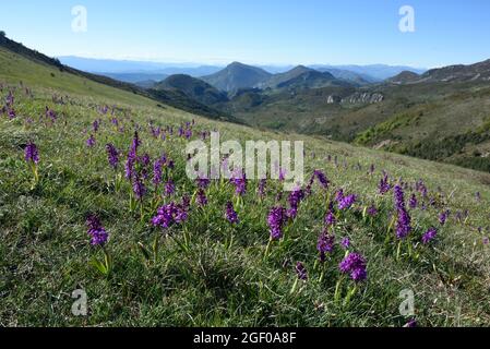 Gruppo di orchidee di prima-viola, Orchis mascola, coltivando su collina alpina o pascolo di montagna nelle Alpi-de-Haute-Provence Francia Foto Stock