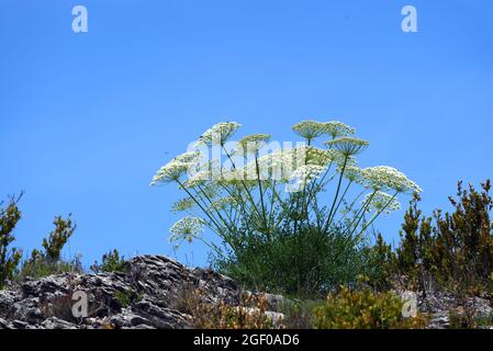 Carota selvaggia del Daucus del Carrot contro il cielo blu Foto Stock
