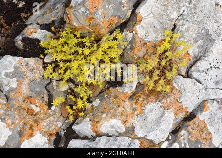 Goldmuss Stonecrop, Sedum acro, aka Mossy Stonecrop, Goldmuss Sedum, mordente Stonemoss o Wallpepper crescere su Lichen-Covered Rocks Provence France Foto Stock