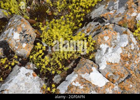 Goldmuss Stonecrop, Sedum acro, aka Mossy Stonecrop, Goldmuss Sedum, mordente Stonemoss o Wallpepper crescere su Lichen-Covered Rocks Provence France Foto Stock