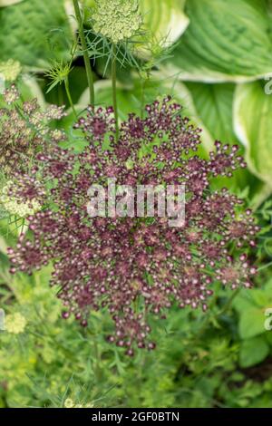 Carota selvaggia, o merletto della regina Anna, carota di Daucus Foto Stock