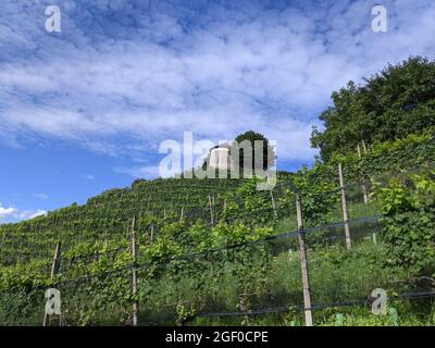 Una vista ipnotizzante di filari recintati di vigneto con un edificio di stile rotondo sulla cima contro cielo nuvoloso Foto Stock