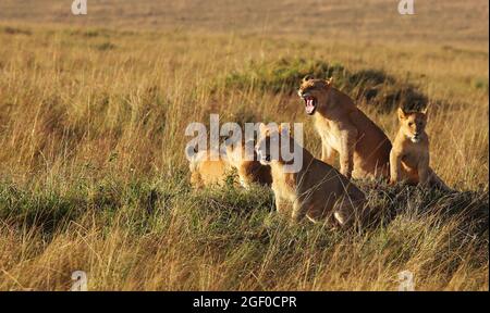 Der Löwe ist das zweitgrößte Raubtier der Welt, Die Großen Raubkatzen sind in Gefahr und vom Aussterben bedroht. Sie sind stolz und Majestätisch Foto Stock