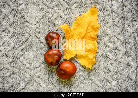 foglia di acero secco giallo autunno e castagne rosse sullo sfondo del maglione a maglia grigio. concetto autunnale Foto Stock