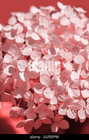 Primo piano di infiorescenza dell'idrangea. Colorazione rosa. Formato verticale. Messa a fuoco selettiva Foto Stock