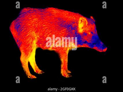 Cinghiale nella termocamera ad alta tecnologia scientifica su sfondo nero isolato. Animali e temperatura in condizioni nascoste. Caccia di grandi partite in infra Foto Stock