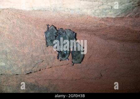 Svernamento (ibernazione) di pipistrelli nelle cave dell'Europa del nord-est. Probabilmente pipistrello di Whiskered (Myotis mystacinus) Foto Stock