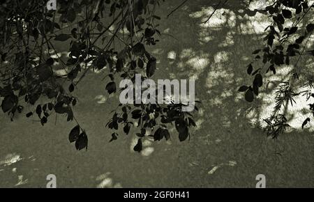 Ramo di albero, foglie con ombra chiara contro vecchio grunge parete trama astratto sfondo. Grigio con colori verde scuro silenziati. Foto Stock