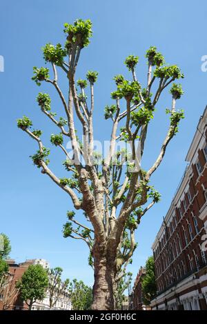 Platano impollarato, noto come London Plane, London Plane Tree, o Hybrid Plane con un trattamento su una strada suburbana di Londra su sfondo blu. Foto Stock