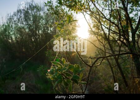 Bush è coperto di ciottoli in una mattinata di nebbia con il sole nascente sullo sfondo Foto Stock