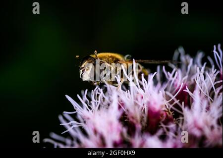 Ape seduta su fiore rosa Foto Stock