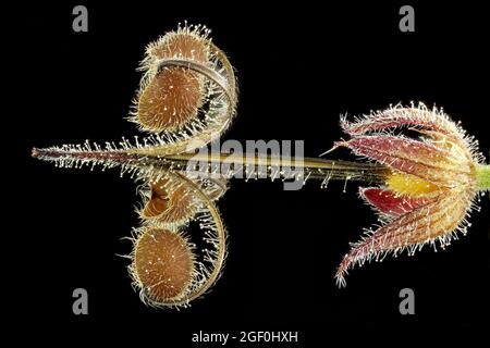 Dissectum geranio, becco di gru a taglio, Schlitzblättriger Storchenschnabel, primo piano, frutta Foto Stock
