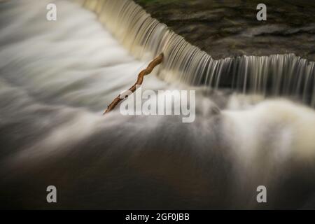 Un ramo di un albero nelle cascate Inferiori delle Aysgarth Falls, North Yorkshire, Inghilterra, Regno Unito Foto Stock