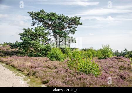 Paesaggio con alberi, arbusti ed erica nel Parco Nazionale di Sallandse Heuvelrug nei Paesi Bassi Foto Stock