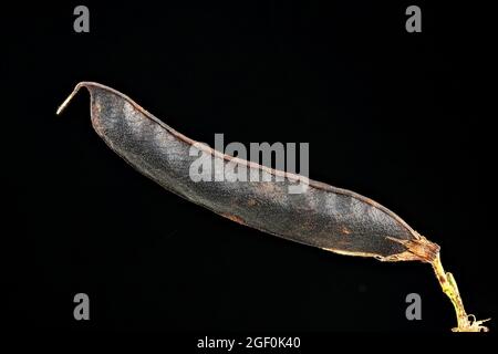 Lathyrus pratensis, vetchling del prato, Wiesen-Platterbse, primo piano, frutta, semi pod Foto Stock